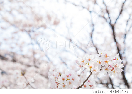 サクラ　桜　さくら　染井吉野　ソメイヨシノ　そめいよしの　コピースペース　文字スペース 48649577