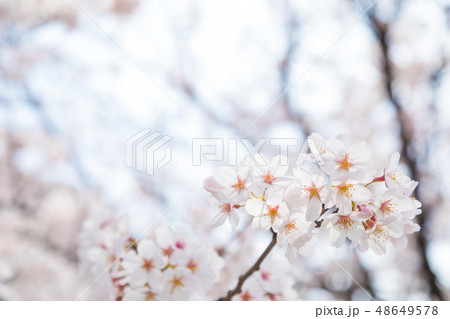 サクラ　桜　さくら　染井吉野　ソメイヨシノ　そめいよしの　コピースペース　文字スペース 48649578