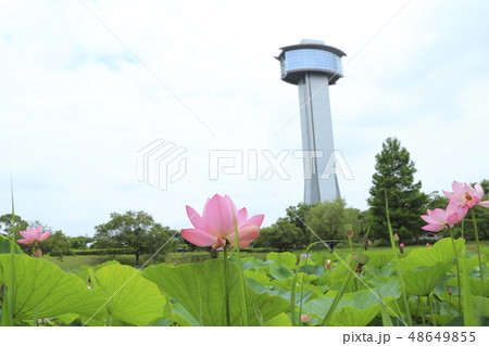埼玉県行田市　古代ハスと展望タワー 48649855