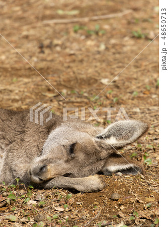 夢見ごこちのカンガルー 48650713