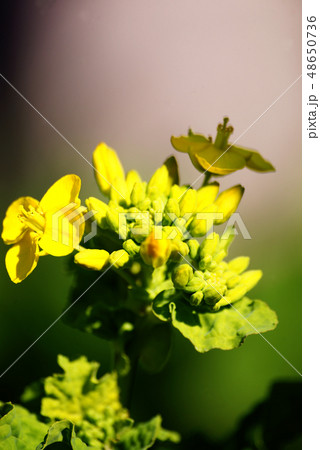 菜の花 48650736