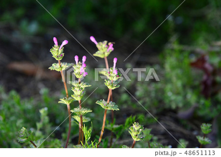 春の花 花 48651113