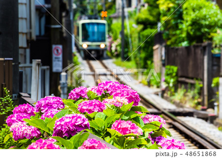 江ノ電と紫陽花 長谷駅付近 江ノ電と紫陽花 長谷駅付近 48651868