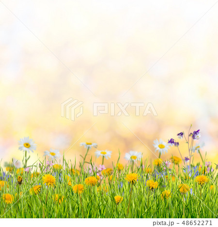 Spring meadow 48652271