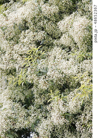 カナメモチ 48652367