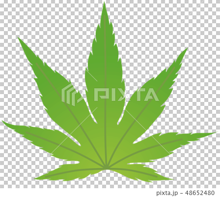 藍葉 48652480