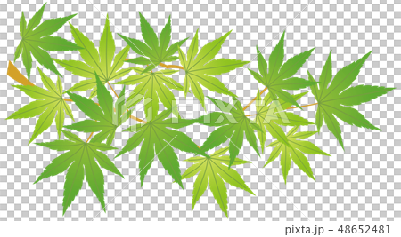 藍葉 藍葉 48652481