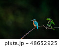 カワセミ 48652925
