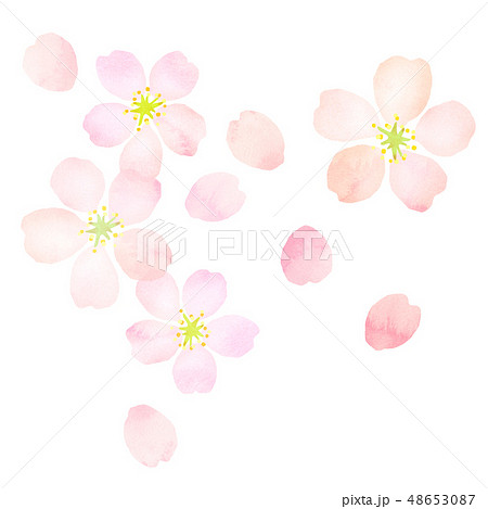 桜　水彩風　テクスチャー 48653087