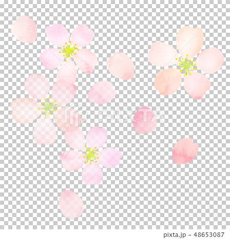 Sakura watercolor style texture 48653087