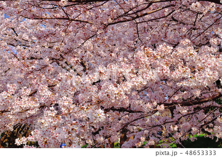 ふるさと尾根道桜並木ソメイヨシノ ふるさと尾根道桜並木ソメイヨシノ 48653333