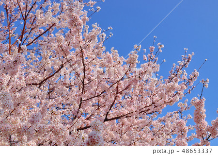 ふるさと尾根道桜並木ソメイヨシノ ふるさと尾根道桜並木ソメイヨシノ 48653337