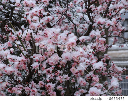 初雪と紅梅 初雪と紅梅 48653475