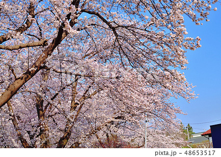 ふるさと尾根道桜並木ソメイヨシノ 48653517