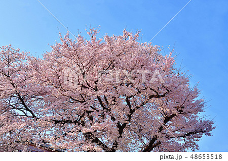 ふるさと尾根道桜並木ソメイヨシノ 48653518