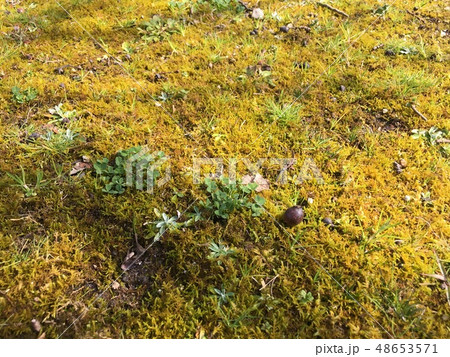 苔の生えた場所の写真素材