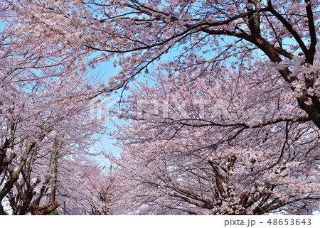 ふるさと尾根道桜並木ソメイヨシノ ふるさと尾根道桜並木ソメイヨシノ 48653643