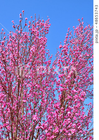 青空と満開に咲いたピンク色のハナモモ 48653743