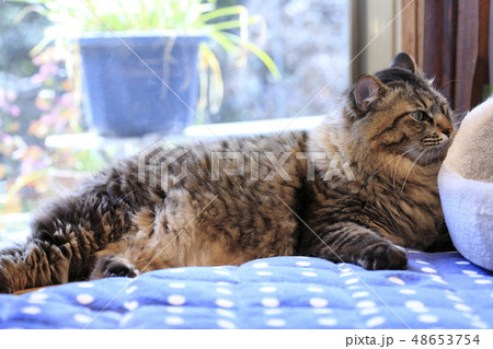 寝転がるネコ 寝転がるネコ 48653754