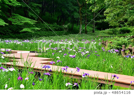 横浜四季の森公園に咲いた満開の菖蒲の花 48654116