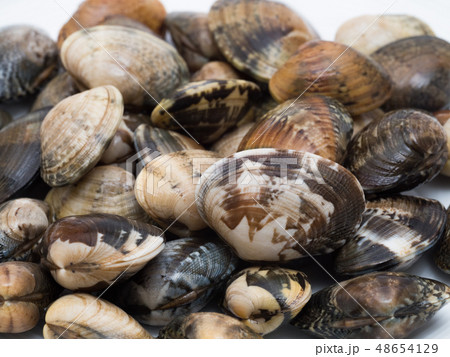 アサリ 48654129