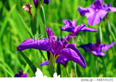 横浜四季の森公園に咲いた満開の菖蒲の花 48654135