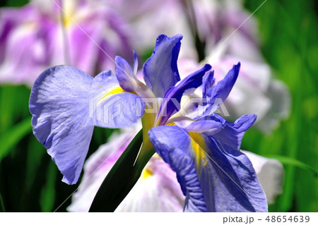 横浜四季の森公園に咲いた満開の菖蒲の花 48654639