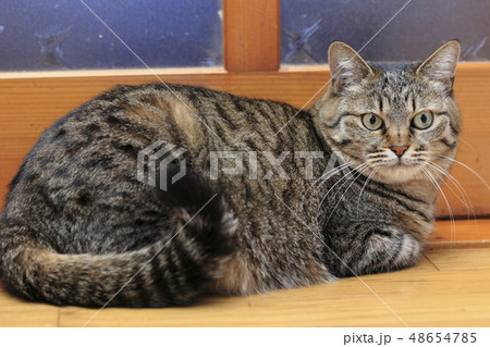 ドアの前に座るネコ ドアの前に座るネコ 48654785