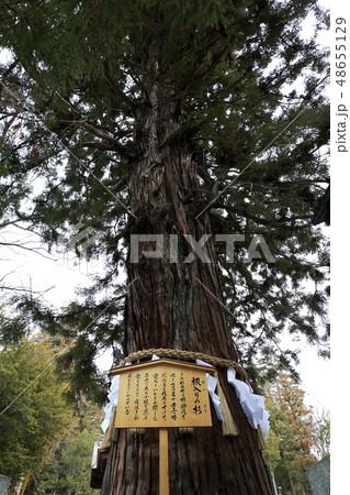 諏訪大社　下社　秋宮　根入りの杉 48655129