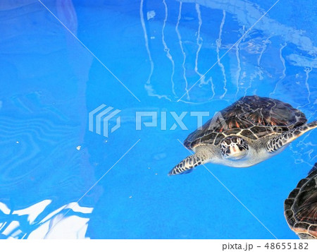 水槽で泳ぐ「ウミガメ」 48655182