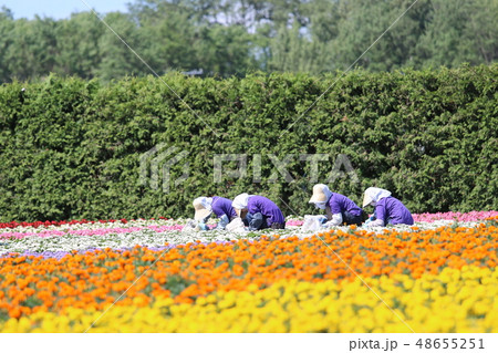 北海道 富良野 花畑 北海道 富良野 花畑 48655251