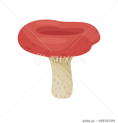 Crab brittlegill or russula xerampelina. Edible mushroom with pink cap. Forest plant. Natural Crab brittlegill or russula xerampelina. Edible mushroom with pink cap. Forest plant. Natural 48656399