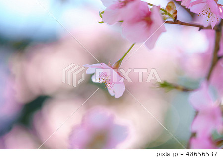 桜の背景イメージ 48656537