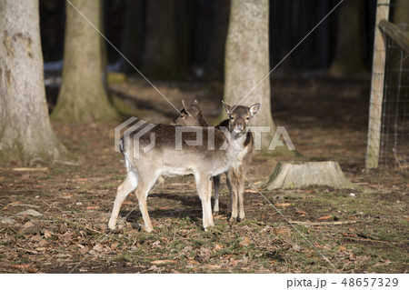 Two young roe deer in snowy forest 48657329