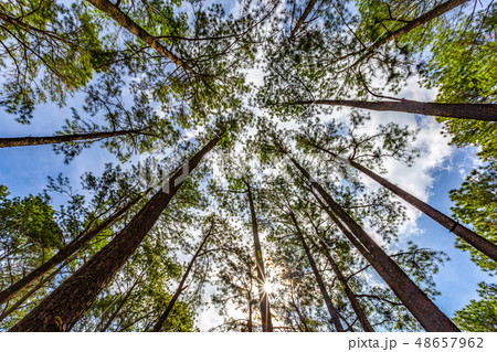 Savannah and pine forest Savannah and pine forest 48657962