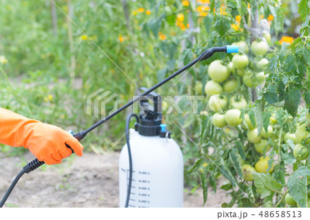 Spaying vegetables with water or pesticides 48658513