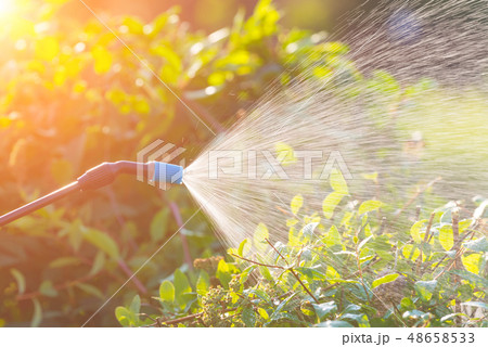 Spaying flowers with water or pesticides Spaying flowers with water or pesticides 48658533