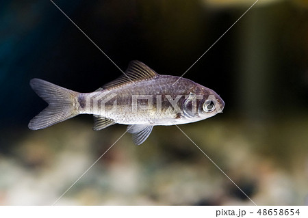 ゲンゴウロウブナの未成魚 ゲンゴウロウブナの未成魚 48658654