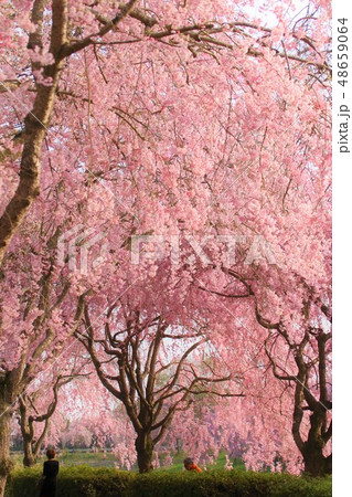 常陸風土記の丘 満開の桜 常陸風土記の丘 満開の桜 48659064