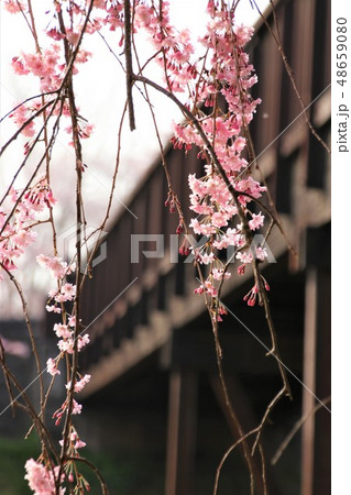常陸風土記の丘 桜 48659080