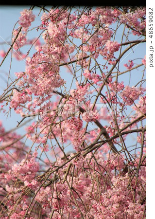 常陸風土記の丘 桜 48659082