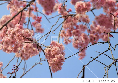 桜の花と青い空 桜の花と青い空 48659105