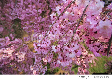 常陸風土記の丘 桜 常陸風土記の丘 桜 48659119