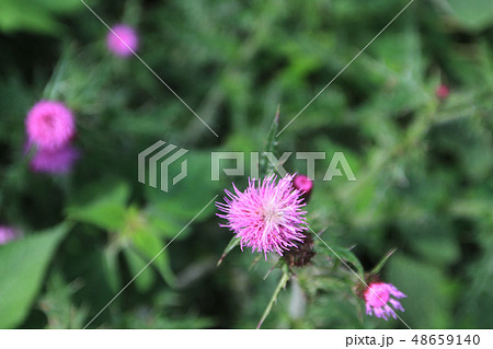 flower beds in formal garden 48659140