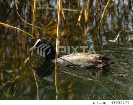 Eurasian Coot or Fulica Atra - Swim in a Lake 48659176