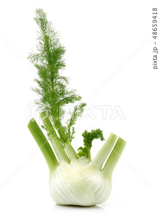 Fresh fennel bulb with leaves isolated on white Fresh fennel bulb with leaves isolated on white 48659418