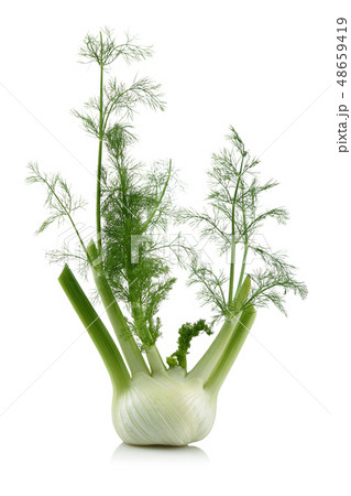 Fresh fennel bulb with leaves isolated on white Fresh fennel bulb with leaves isolated on white 48659419