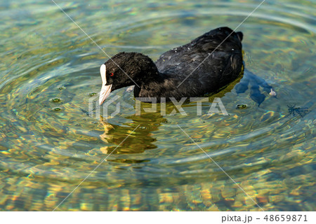 Eurasian Coot or Fulica Atra eating algae in the 48659871