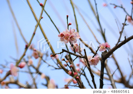 淡桃色の梅の花　鶯宿 48660561