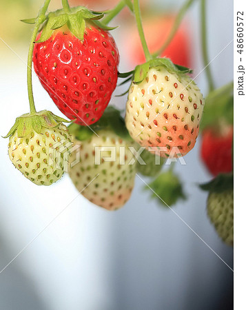 いちご いちご狩り イメージ 48660572